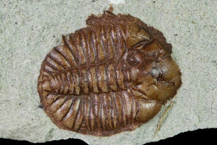 Ordovician Trilobite (Ampyxina) Fossil - Missouri #137248